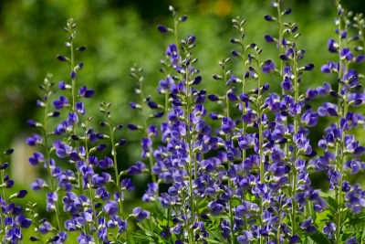 Baptisia australis